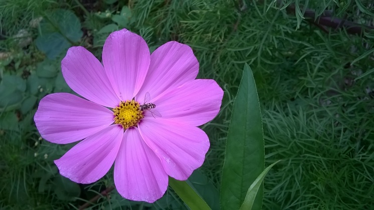 Bee on Cosmo